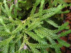 Lycopodium scariosum. Dorsal surface of aerial branches showing two rows of flattened lateral leaves only.
 Image: L.R. Perrie © Leon Perrie CC BY-NC 4.0